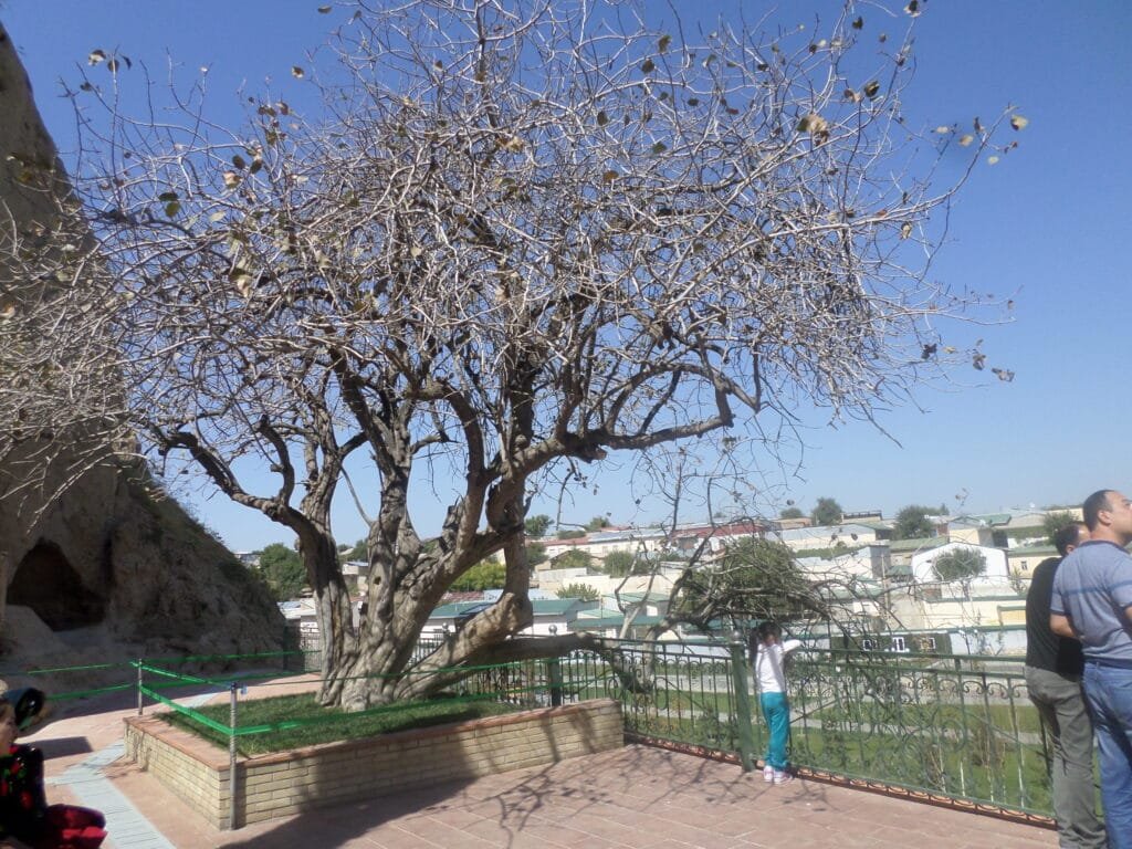 The Pistachio Tree Blessed by Patriarch Alexy II.
